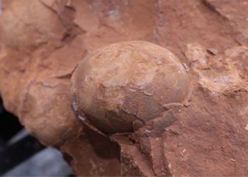 worker bees in the middle of the 80 million year old dinosaur 123566