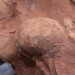 worker bees in the middle of the 80 million year old dinosaur 123566