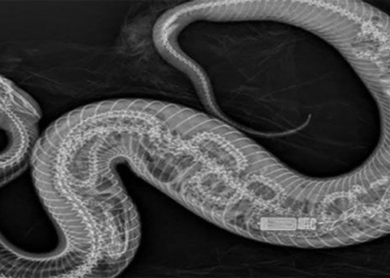x ray shows water snake swallowing 122603