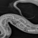 x ray shows water snake swallowing 122603