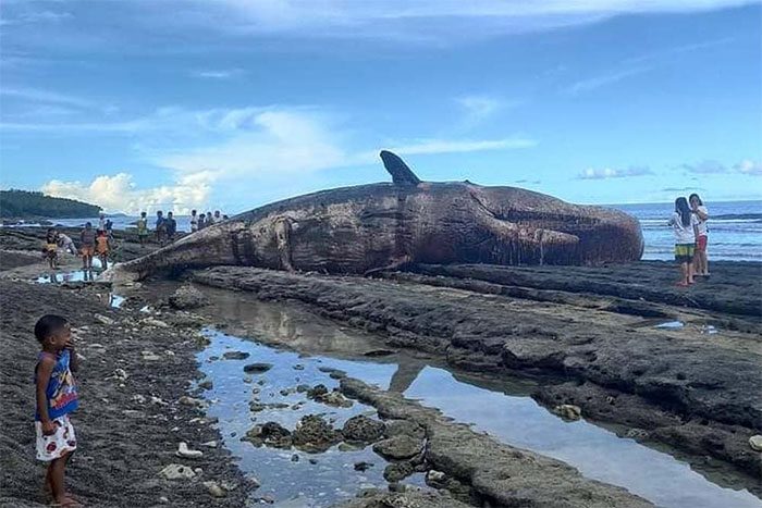 Locals viewing the giant whale carcass washed ashore