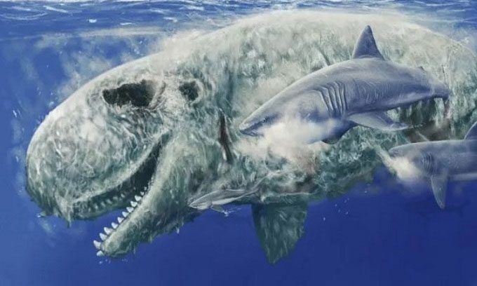 Simulation of a sperm whale carcass being eaten by sharks.