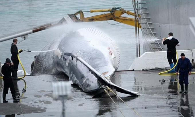 Workers washing whale carcasses.