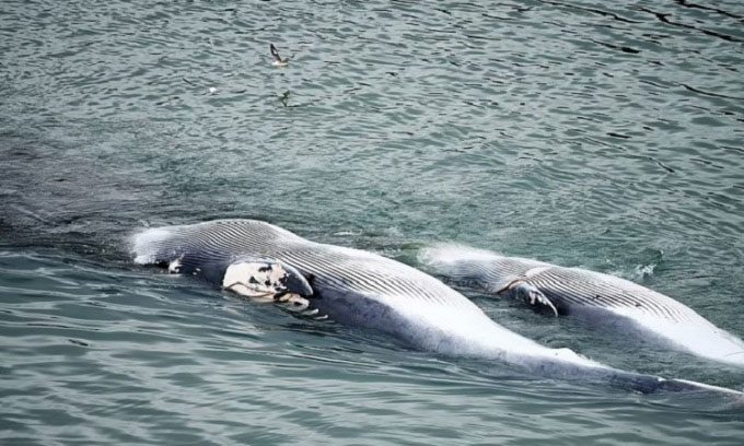 The carcasses of two fin whales being towed ashore by Hvalur hf.