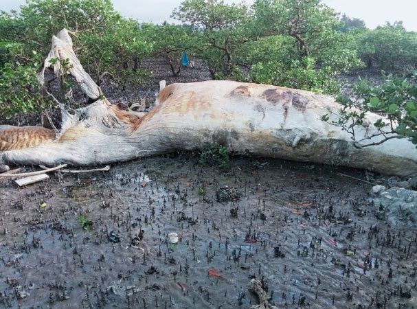 The site where the whale carcass was discovered in the mangrove forest