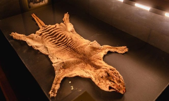 Tasmanian Tiger Specimen Displayed at TMAG
