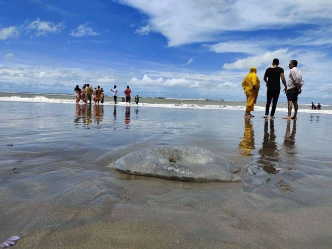 A dead jellyfish washed up on Cox's Bazar beach.