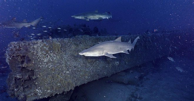 A shark swimming near the USS Monitor wreck in May