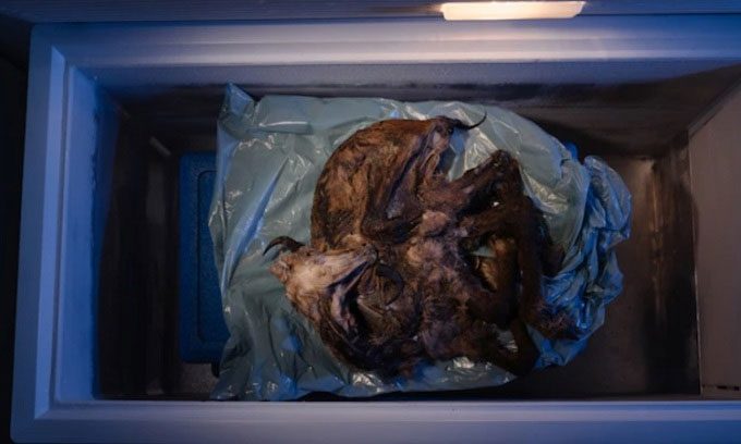 Mountain goat mummy stored in a freezer.