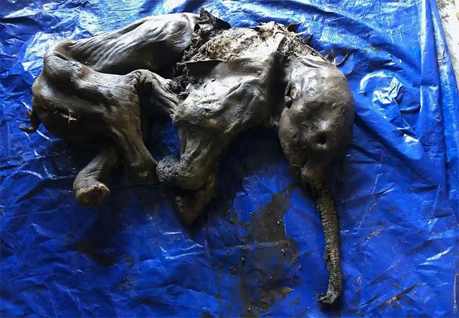 The mummified baby mammoth found at Eureka.