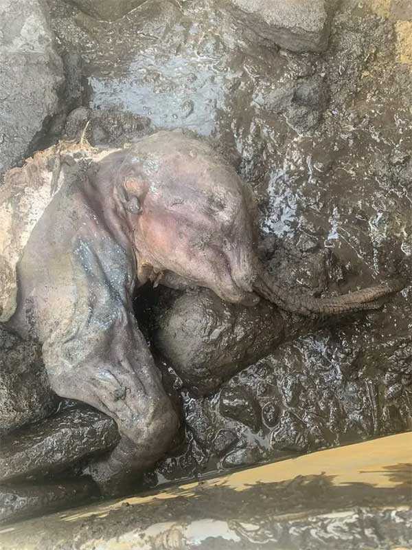 The mummy of the mammoth is named “Nun cho ga”.