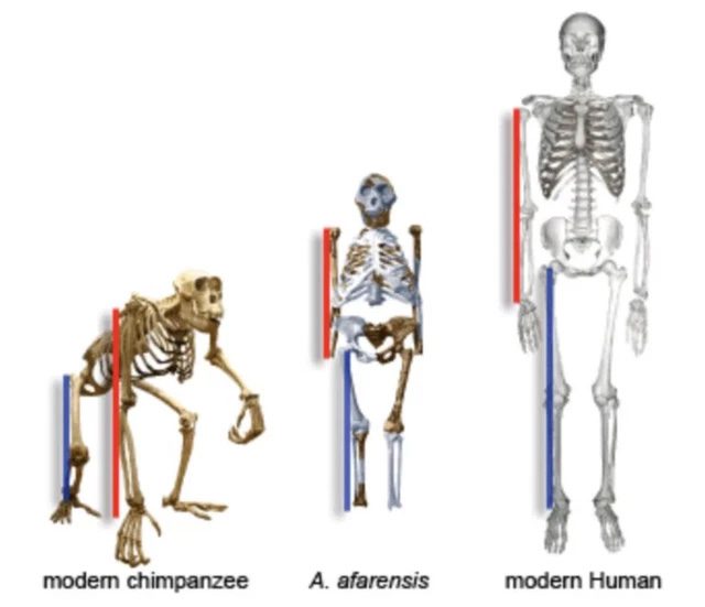 Animals with an IM index over 100 tend to correlate with suspensory movement