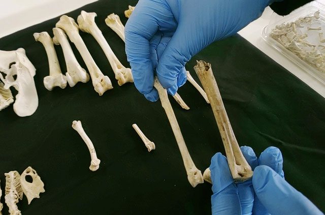 Ancient chicken bones with familiar shapes.