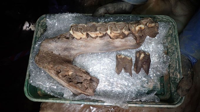 Jaw fragment still retaining some teeth of a woolly mammoth.