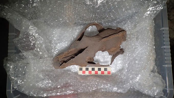 Nearly intact skull of a wolf.