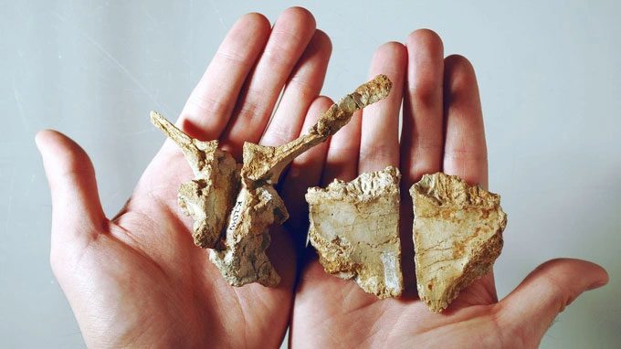 Some skull fragments of the Transylvanian dinosaur.