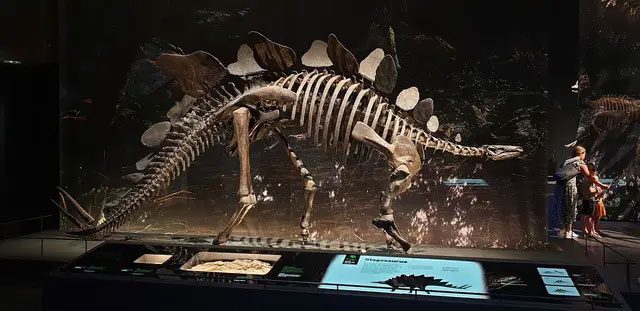 Dinosaur bones are clues for studying the metabolic rate of dinosaurs