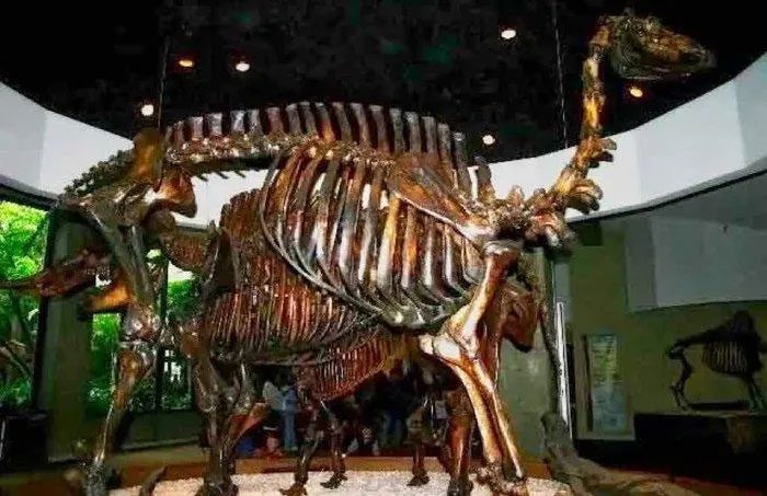 Camel skeleton.