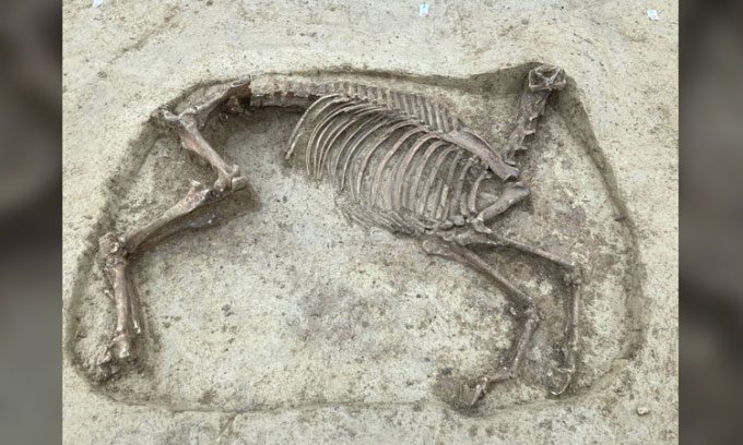 The headless horse skeleton next to the remains of a 1,400-year-old man.
