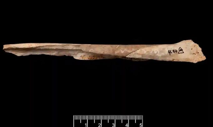 A bone from an ancient individual in Gough's Cave.