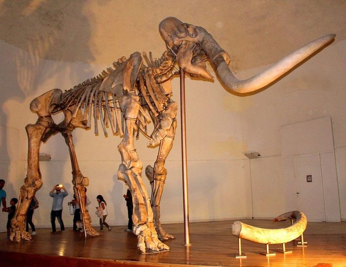 A complete woolly mammoth skeleton displayed at the National Museum of Abruzzo, Italy