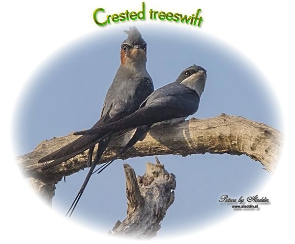 Crowned Swallow