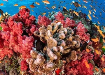 you may not know a little dot can also kill the coral 121133