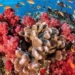 you may not know a little dot can also kill the coral 121133