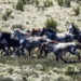 10 000 horses in australia will be extinct due to overbreeding 116936