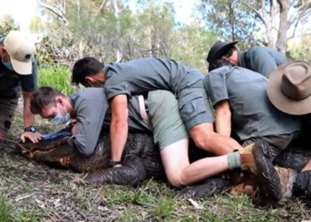 12 giant people catch a 400kg crocodile after a long time 116797