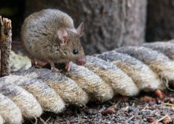 13 million usd and 44 tons of toxic substances not enough to protect hon dao 14 5 km2 from rat species 116819