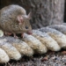 13 million usd and 44 tons of toxic substances not enough to protect hon dao 14 5 km2 from rat species 116819