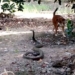 2 dogs discovered a 3 7m long python in the garden which species will win 116945