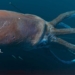 4km from norway disappears without a trace is the culprit a huge target 117089