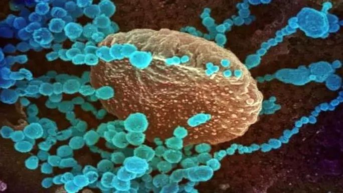 Researchers named this virus CCoV-HuPn-2018.