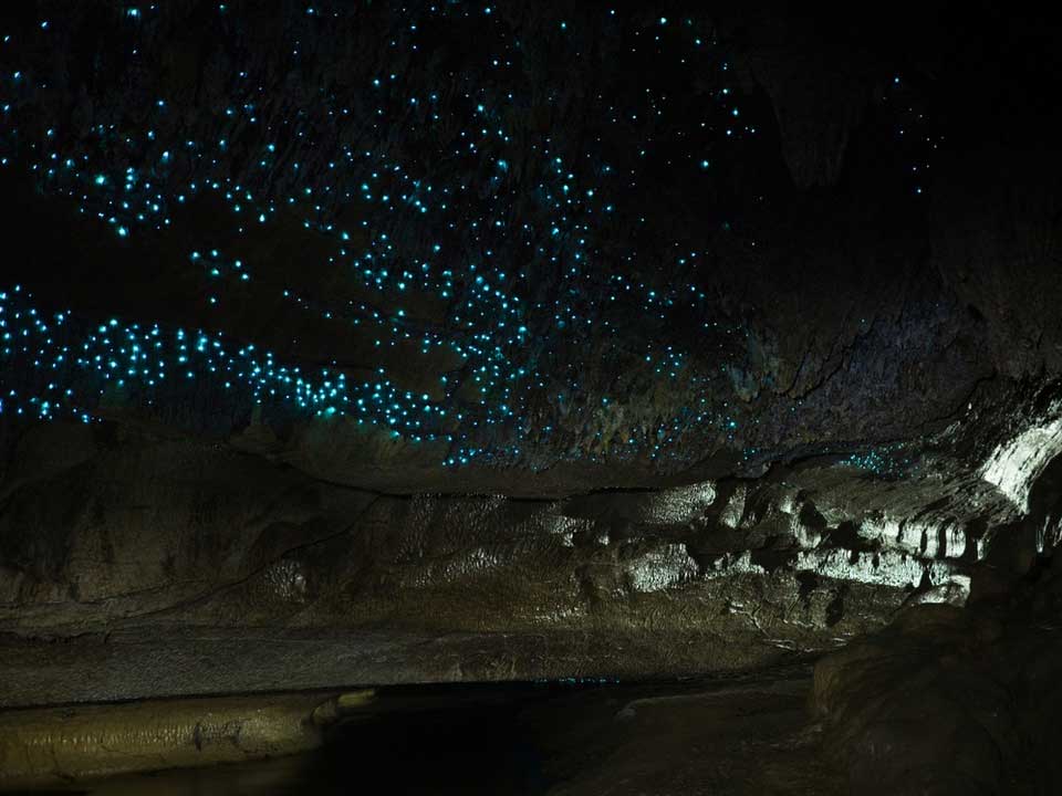 The population of dismalites peaks when larvae hatch during two times of the year, late spring