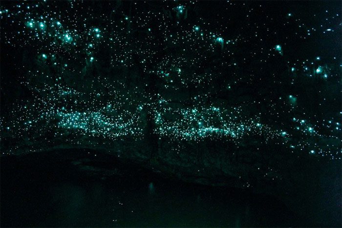 Artificial light pollution affects the glow of bioluminescent worms.