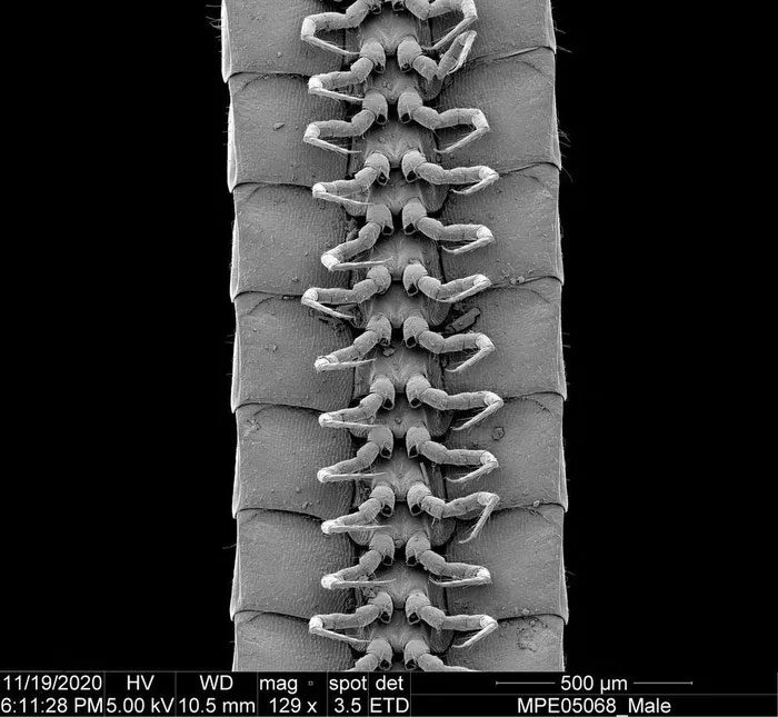 Eumillipes persephone 1