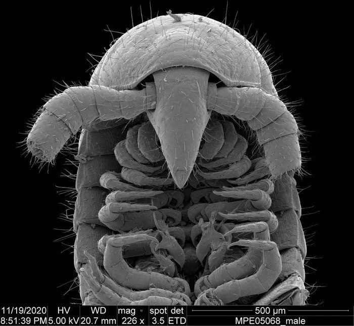 Head and reproductive organs of a male millipede
