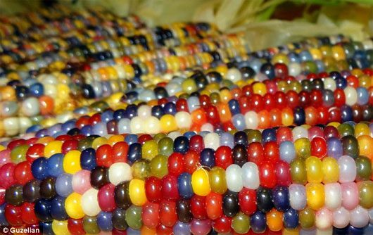 Discover the unique colorful corn variety in the USA
