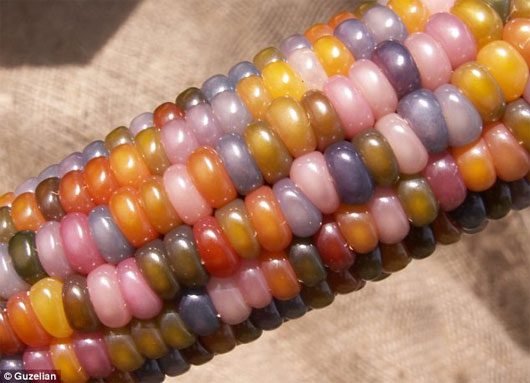 Discover the unique colorful corn variety in the USA
