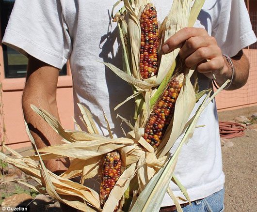 Discover the unique colorful corn variety in the USA
