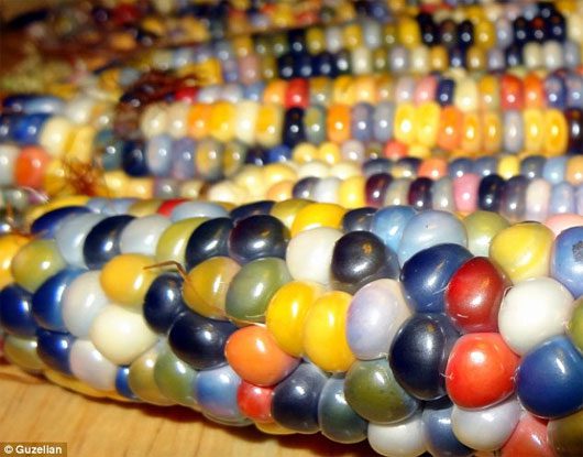 Unique rainbow-colored corn variety.