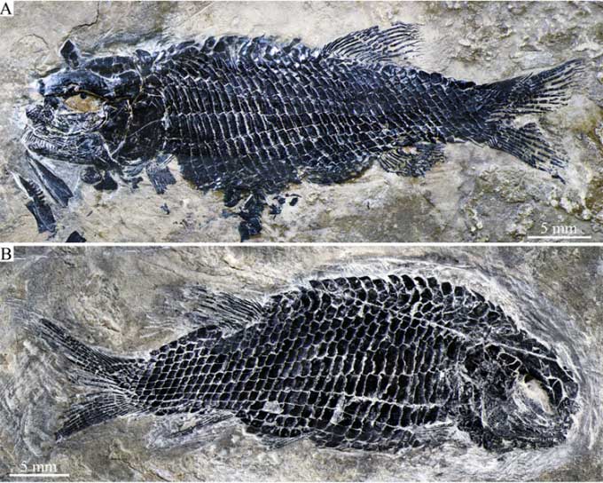 Two of the three specimens of Peltoperleidus asiaticus found in Yunnan, China.