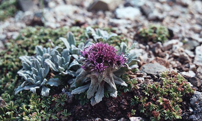 Saussurea gnaphalodes living on the summit of Everest.