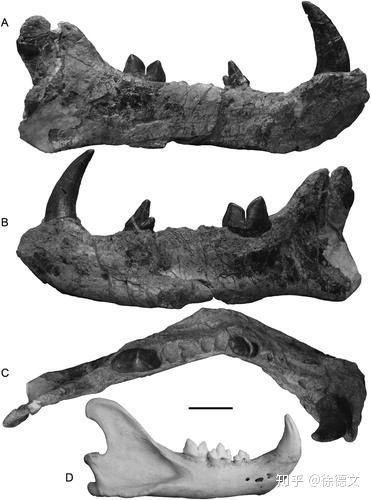 This animal was at the top of the food chain and could hunt large herbivores like elephants and hippopotamuses today.