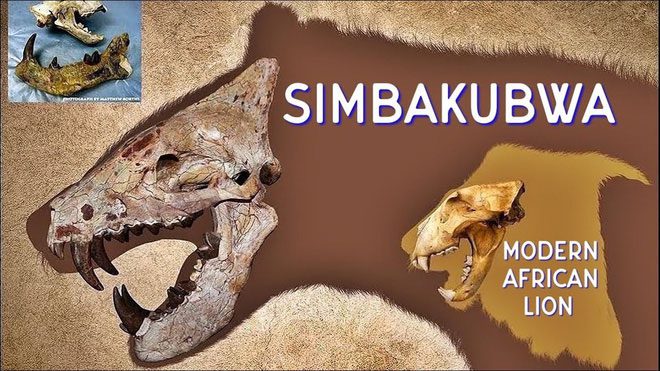 Their jaws are much larger than those of modern adult male lions.