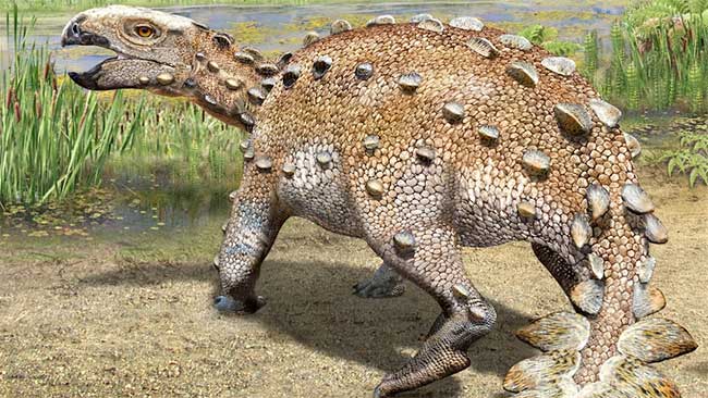 Armored dinosaur with a strange tail