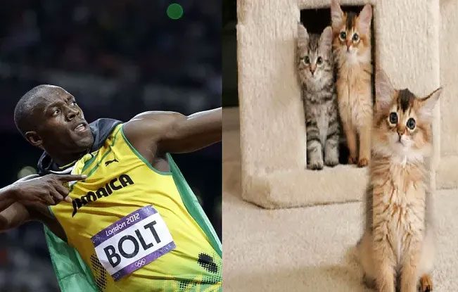 Usain Bolt - The fastest man on Earth.