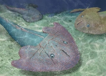 a batch of surprising monsters existed in vietnam 415 million years ago 116893